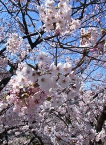 お花見-荒川自然公園-2015年3月31日