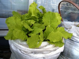 ベランダ家庭菜園の白菜