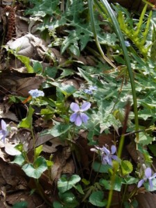 高尾に咲く野の花