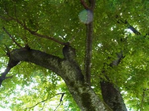 東京学芸大学にて、2015年5月20日