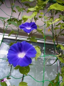今朝咲いた朝顔-2015年9月8日