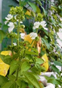 ベランダ家庭菜園に咲いたスウィート・バジルの花