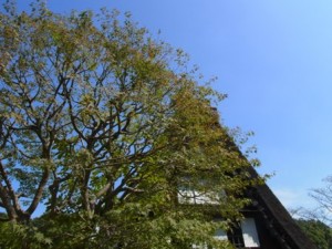 生田緑地に移築された白川郷の民家