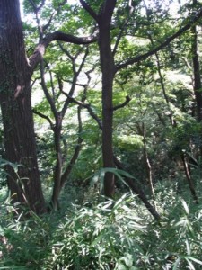 生田緑地にて-2015年9月22日