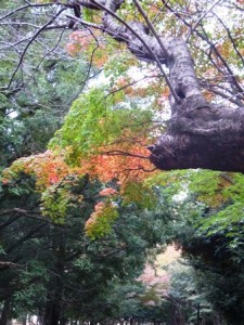 代々木公園の紅葉