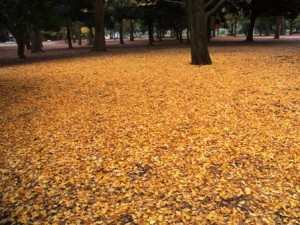 銀杏の落ち葉 in 代々木公園