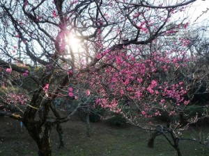 早めに咲いた梅の花