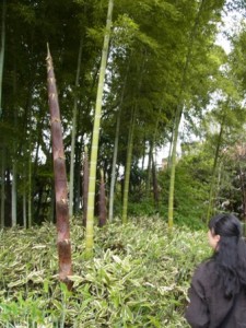 竹林と若竹