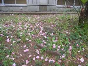 八重桜 満開の後
