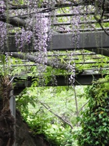 東京学芸大学の藤のお花