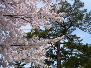 福岡市室見の桜-4月2日