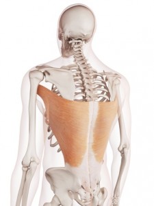 アレクサンダーテクニークのレッスンで、二の腕や肩甲骨を押ろす広背筋の過剰な緊張を避けることができる