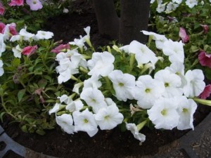 町屋駅前の花壇より