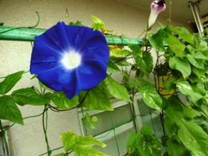 ベランダ家庭菜園に咲いたアサガオ