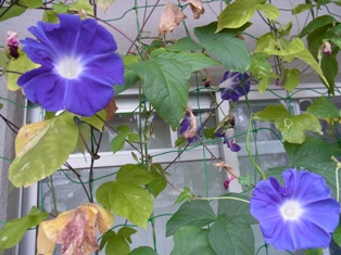 アレクサンダーテクニークを実践すると、気高い青いアサガオの花のように開きます