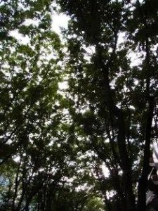 仙台 定禅寺通りの杜