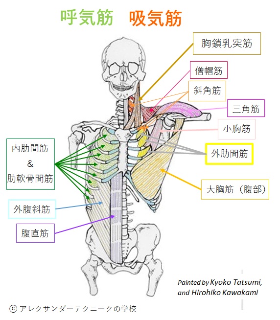 胸郭を下げる筋肉と胸郭を広げる筋肉 原図 三木成夫　「生命形態学序説」を改変