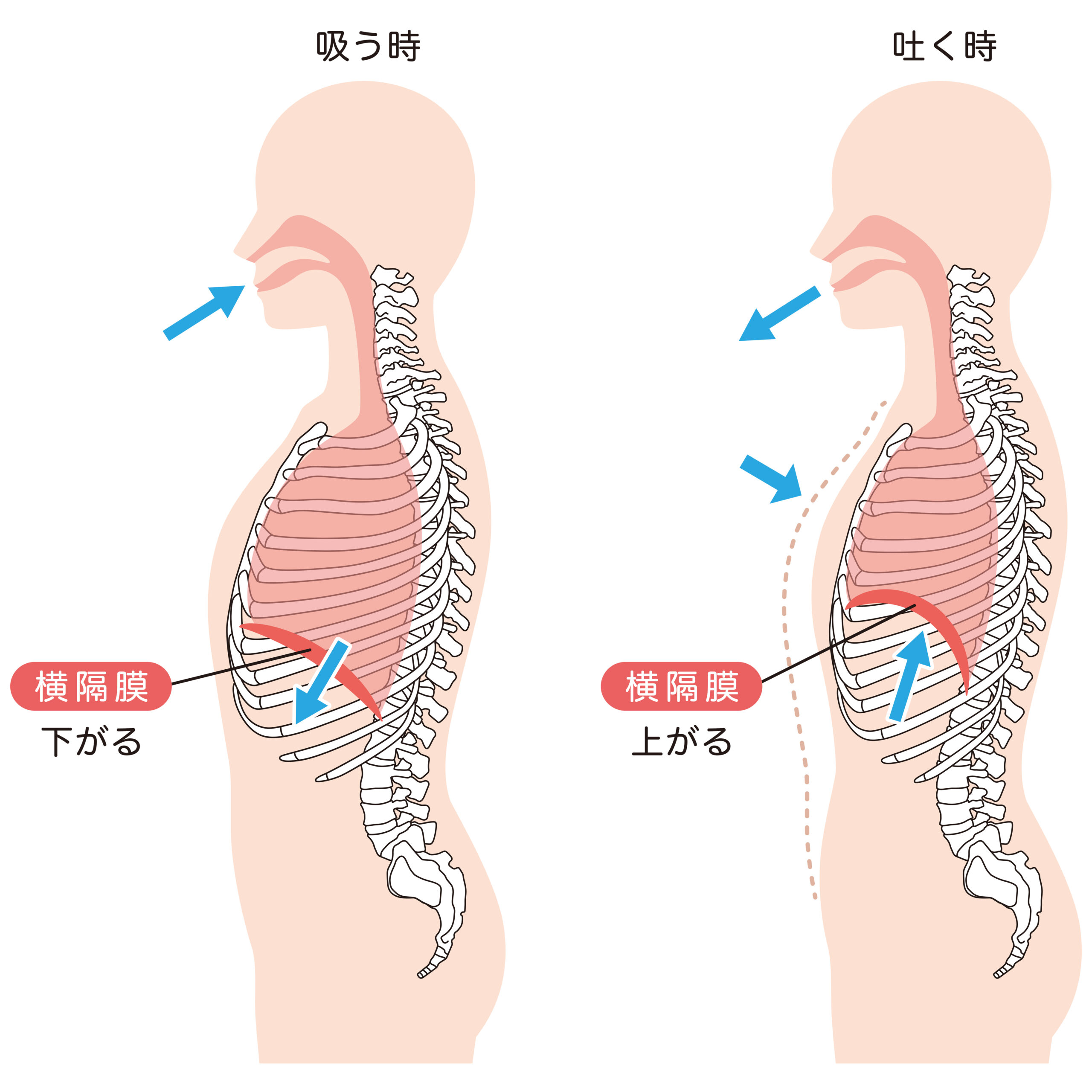 呼吸の仕組み 横隔膜の動き
