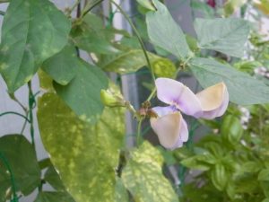 サンジャクササゲケゴンノタキ(マメ科)の花