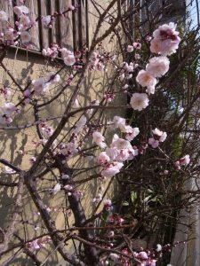 お散歩中に見つけた、春