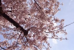 近所の桜