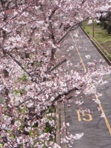 荒川自然公園の桜