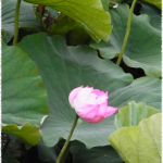 上野の不忍池の蓮の花