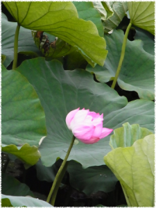 上野の不忍池の蓮の花