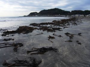 台風一過の由比ヶ浜に打ち上げられたワカメ-2017年10月31日