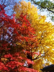 上野の紅葉(2017年11月29日)