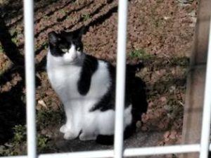 もう1匹シロクロブラザーズ