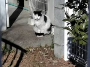 シロクロブラザーズ(イエローアイズ)
