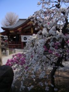 素盞雄神社の桃と桜 2018年4月1日