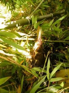 タケノコ 2018年4月29日