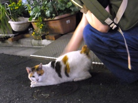 ご近所のみゃうみゃう