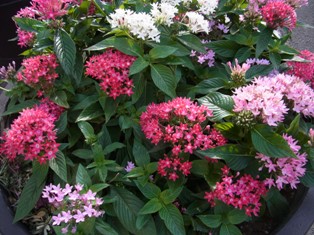 さくらトラムの花壇
