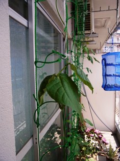 ベランダ家庭菜園