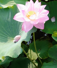 蓮の花はヴィパッサナー瞑想となじみが深いが、アレクサンダーテクニークを実践しても、あなたのなかの才能が蓮のように花開きます