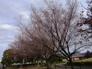 寒桜