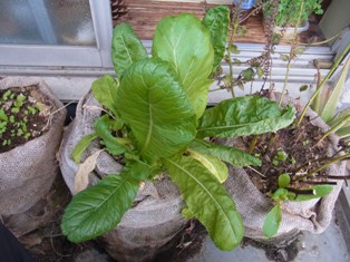 ベランダ家庭菜園の菜っ葉