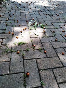 ムクロジの実