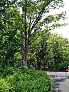 東京学芸大学の森