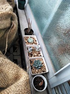 ベランダ家庭菜園の多肉植物(新しい仲間)