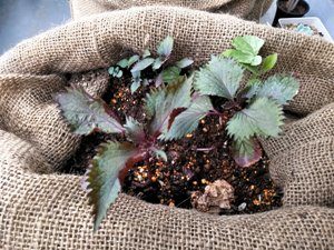 ベランダ家庭菜園のウラベニジソとアサガオ