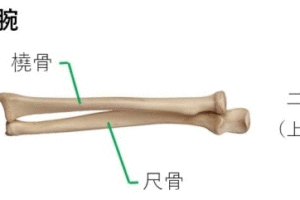 尺骨と橈骨のボディマッピング