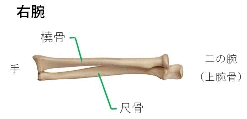 尺骨と橈骨のボディマッピング