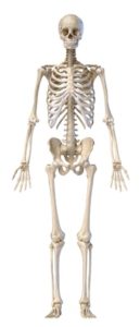 skeleton-front