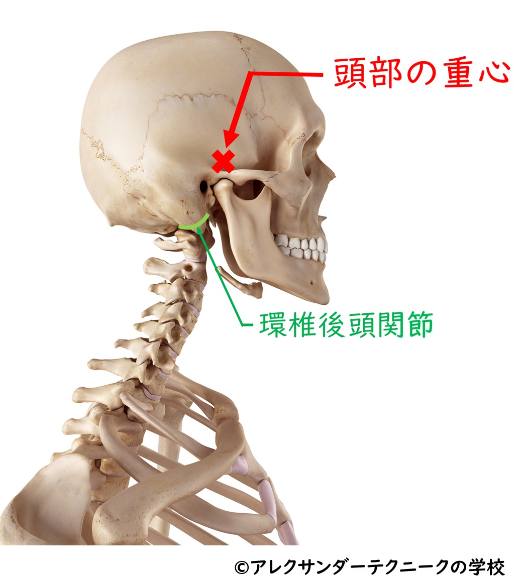 頭部の重心と環椎後頭関節