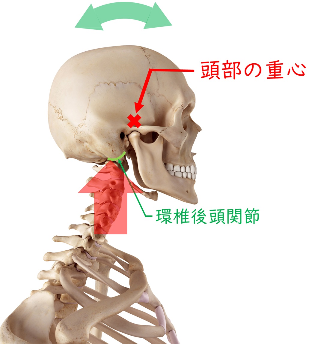 背骨を上がってきた地反力は頭部の前後の小さな動きに変換される