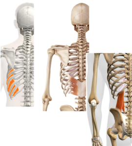 内肋間筋、下後鋸筋、腰方形筋